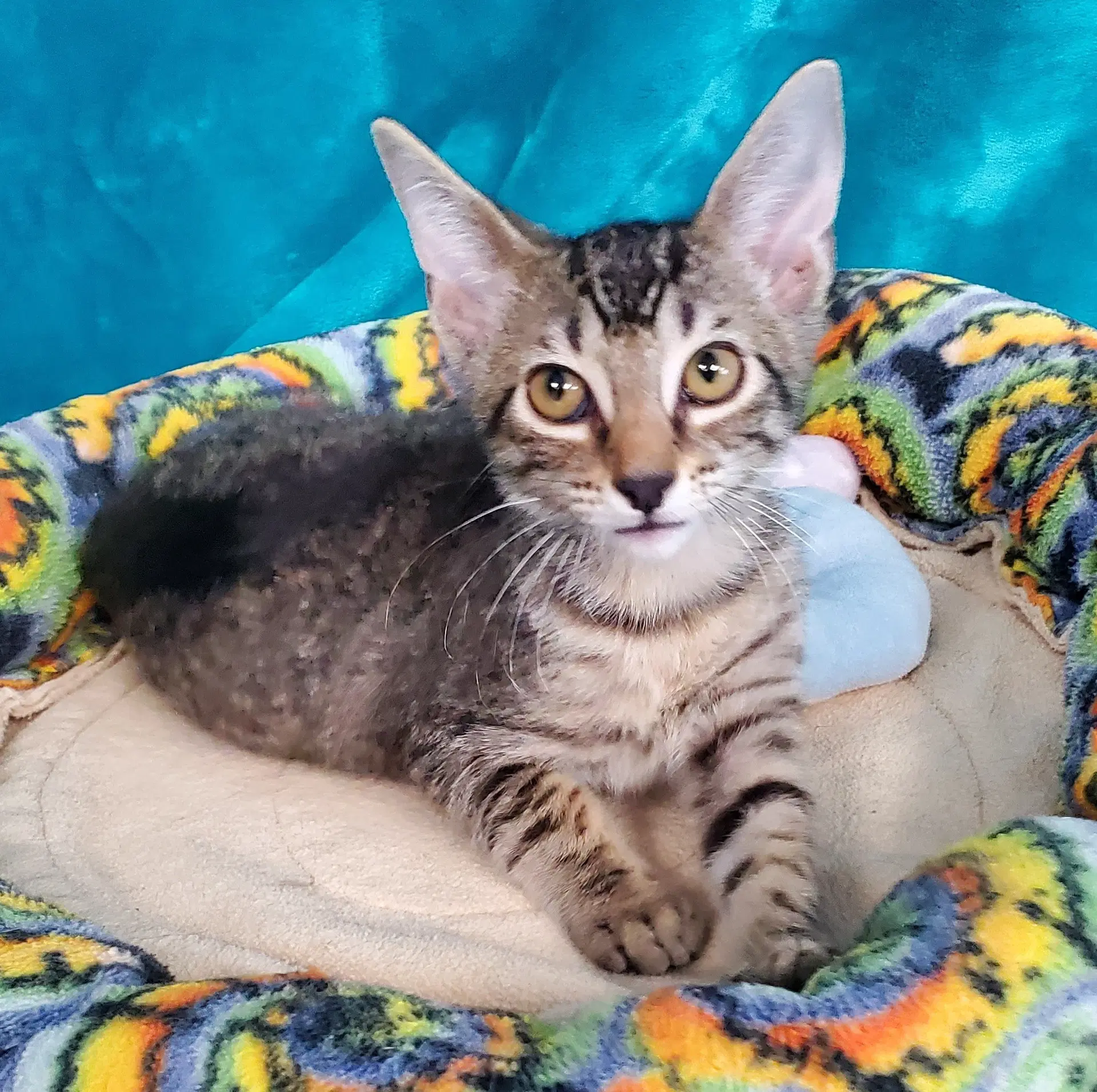 Lily - Domestic Short Hair