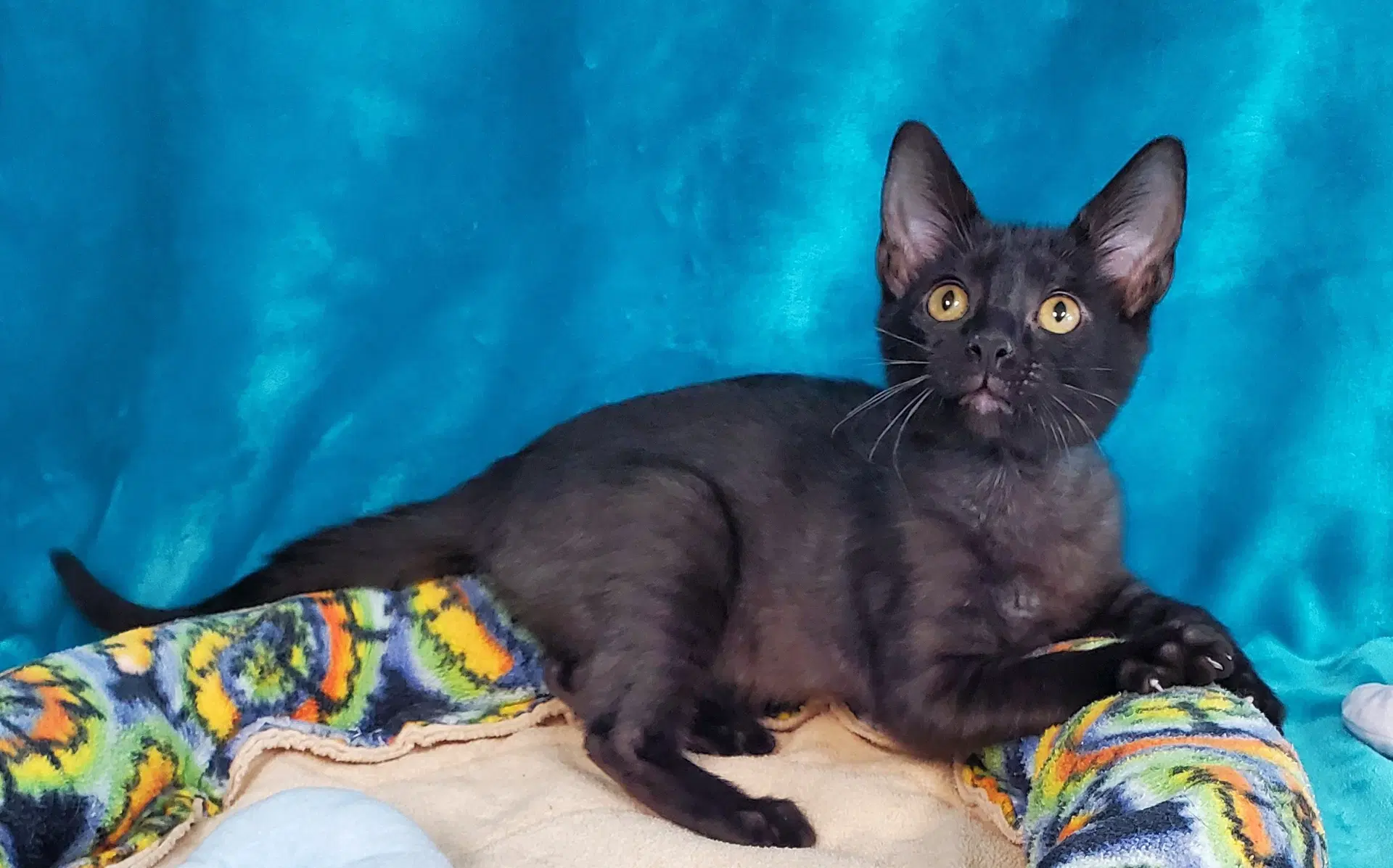 Toothless - Domestic Short Hair