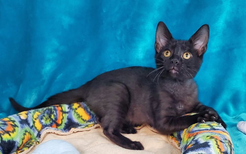 Toothless, a cat for adoption from Bond County Humane Society