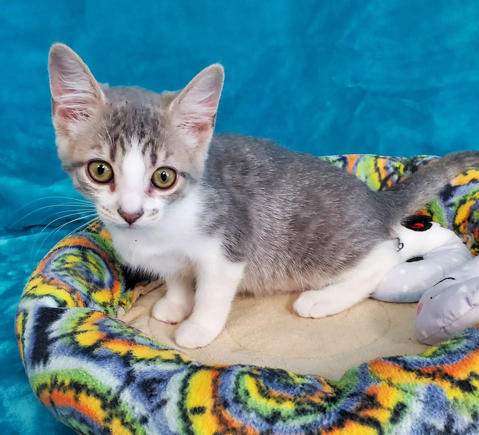 Bria - Domestic Short Hair