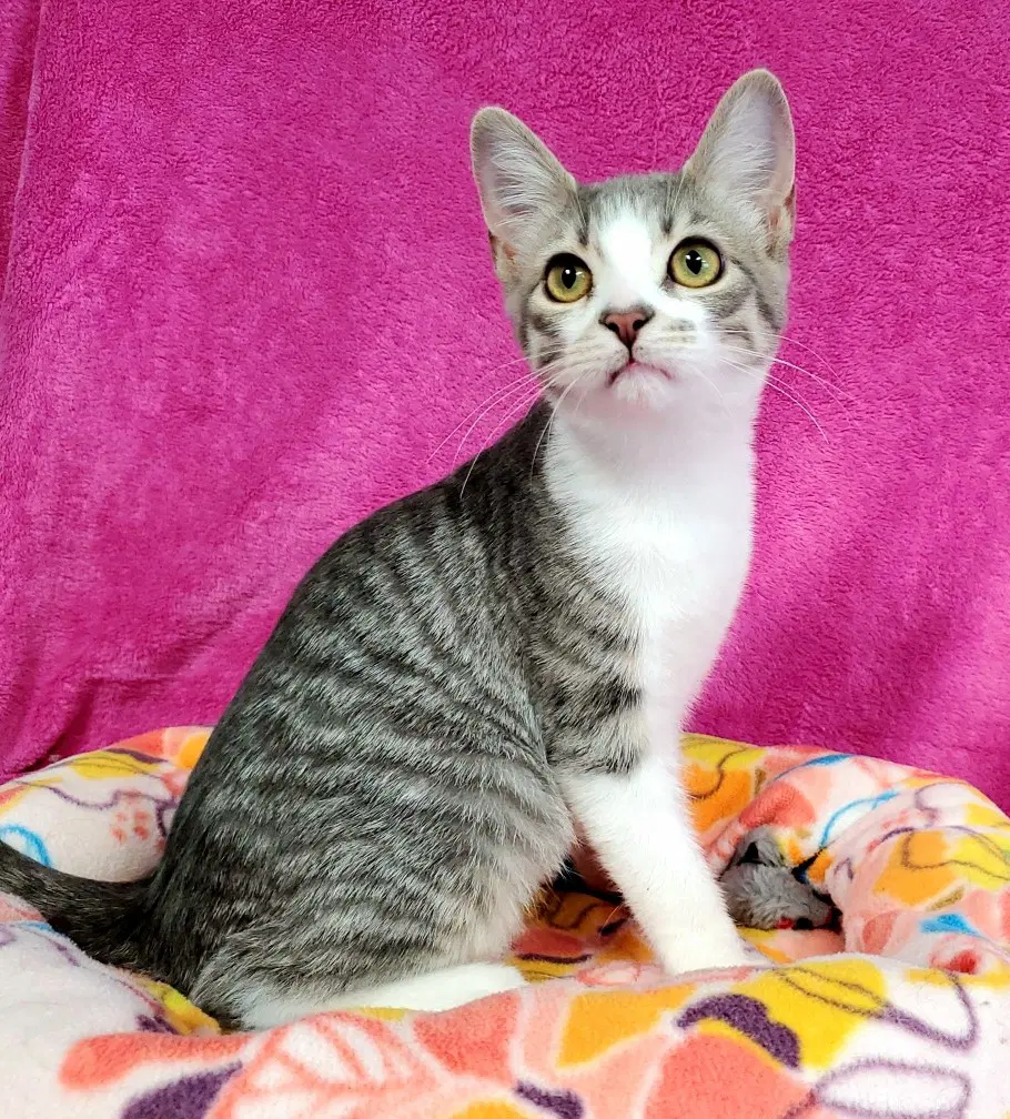 Bria - Domestic Short Hair