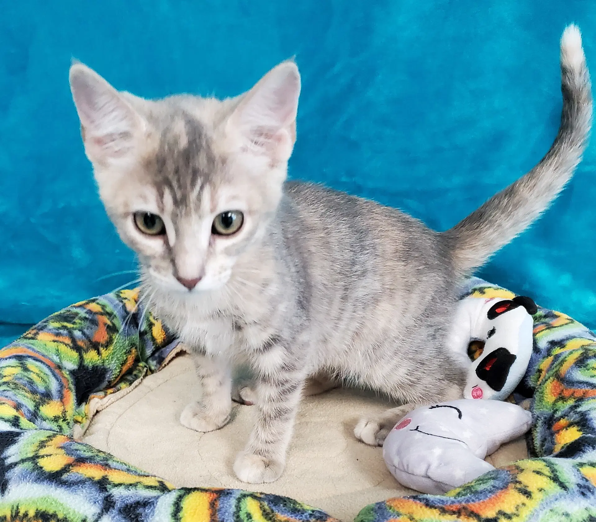 Moxie - Domestic Short Hair