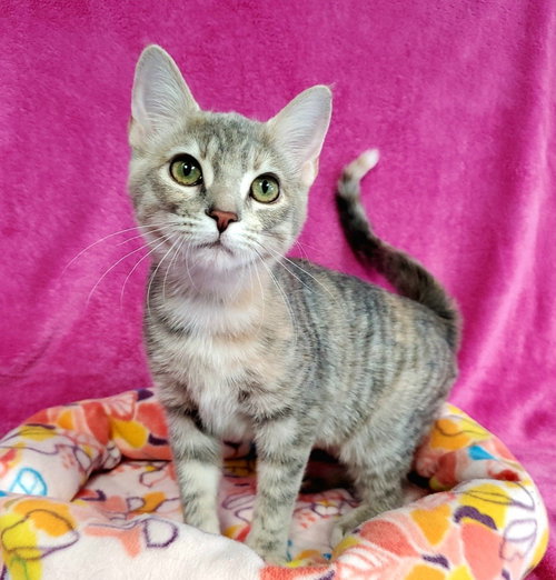 Moxie, a cat for adoption from Bond County Humane Society