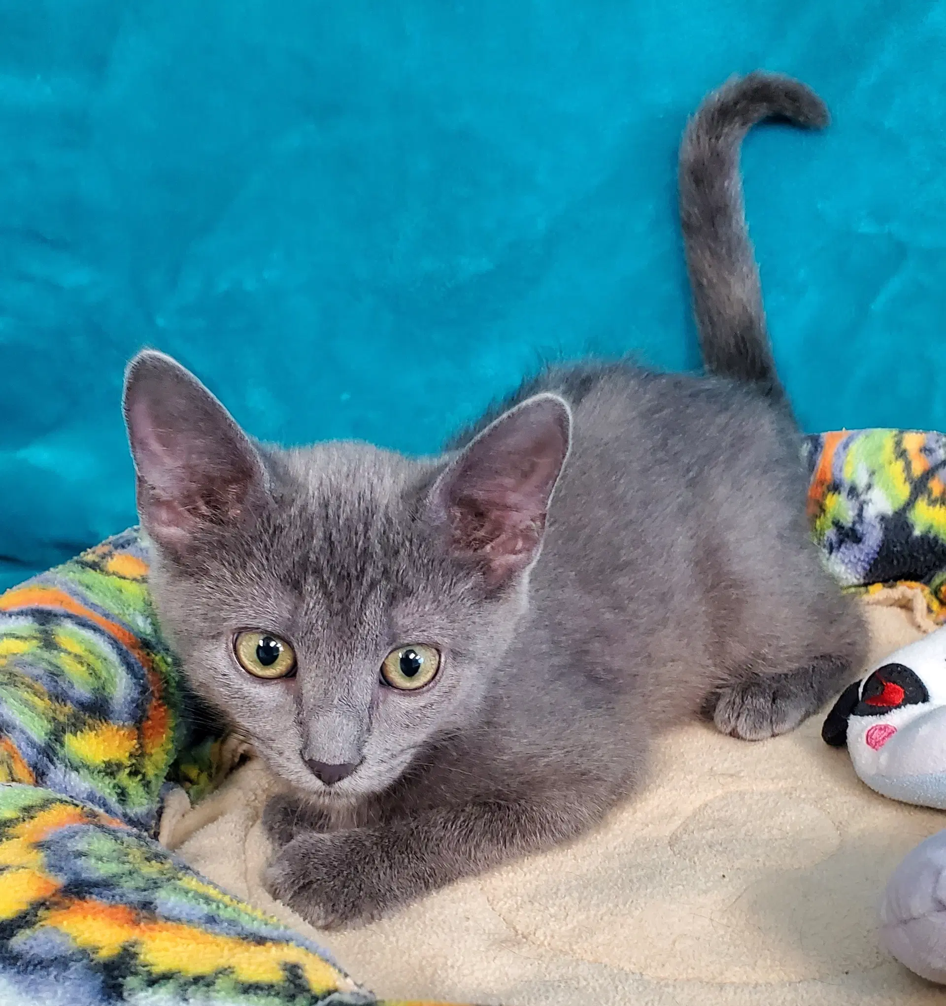 Zelda - Domestic Short Hair