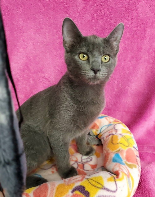 Zelda, a cat for adoption from Bond County Humane Society