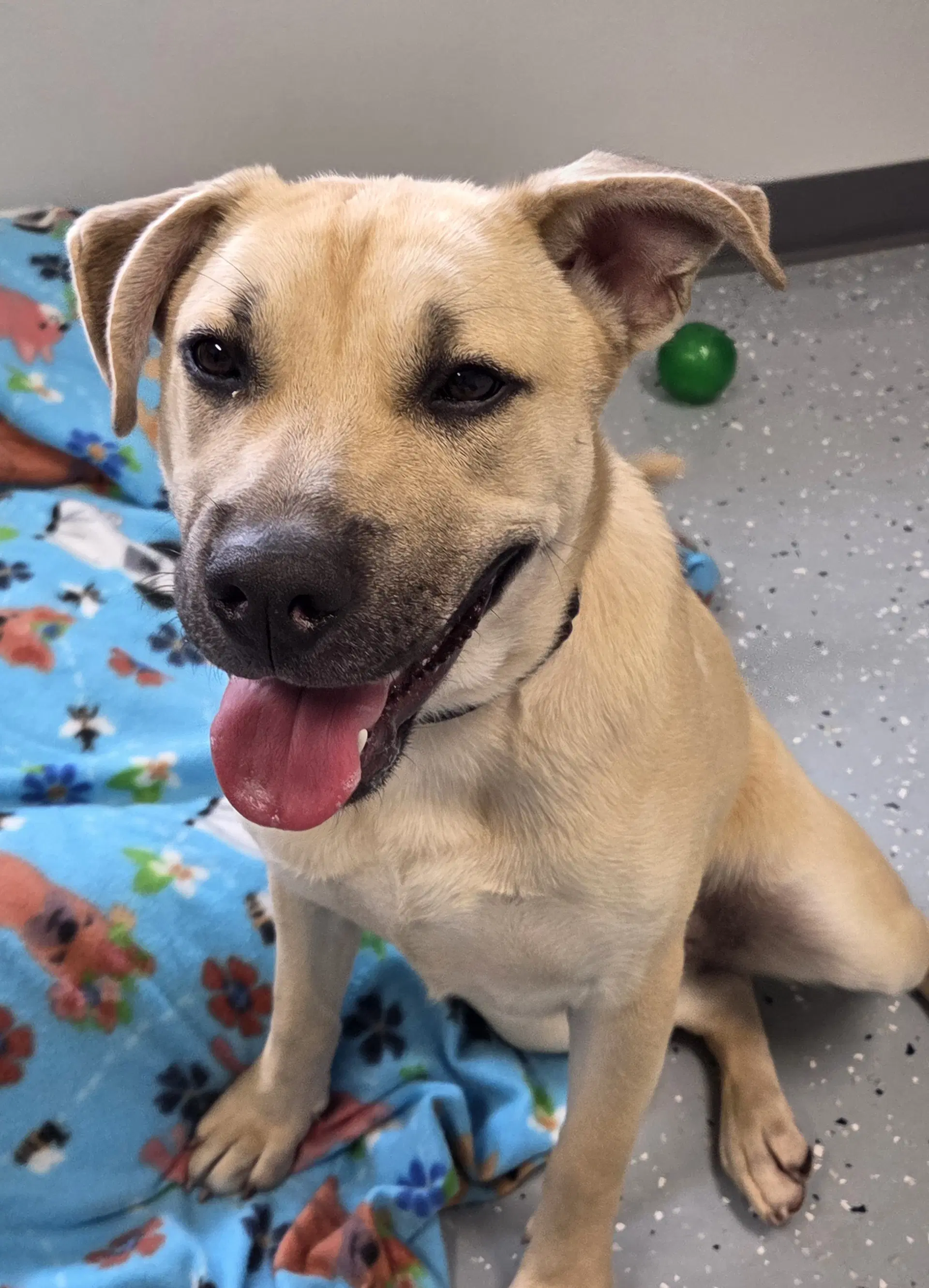Harper - Labrador Retriever