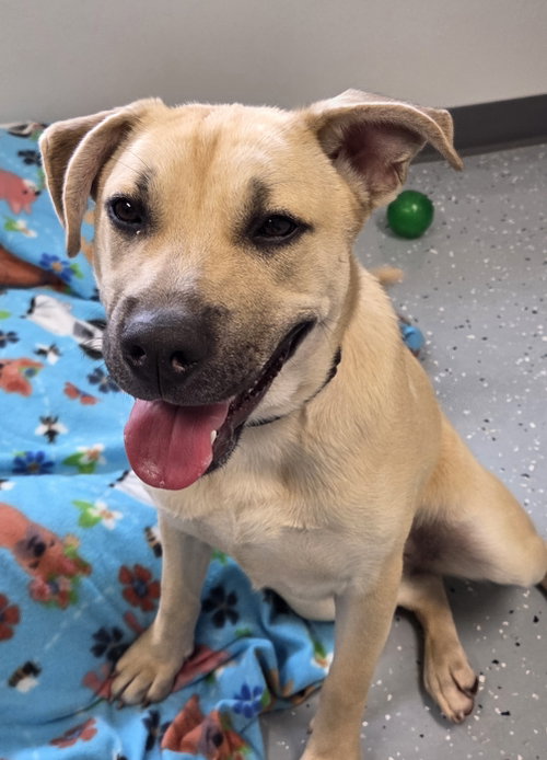 Harper, a dog for adoption from Bond County Humane Society