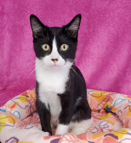 Fiona, a cat for adoption from Bond County Humane Society
