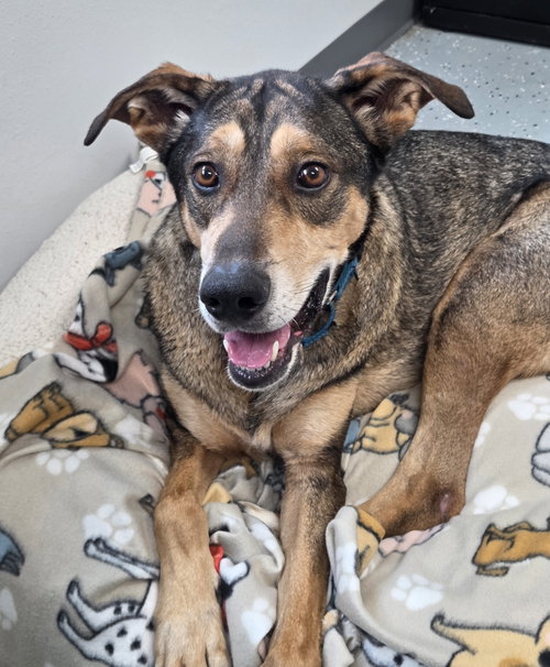 Jack, a dog for adoption from Bond County Humane Society