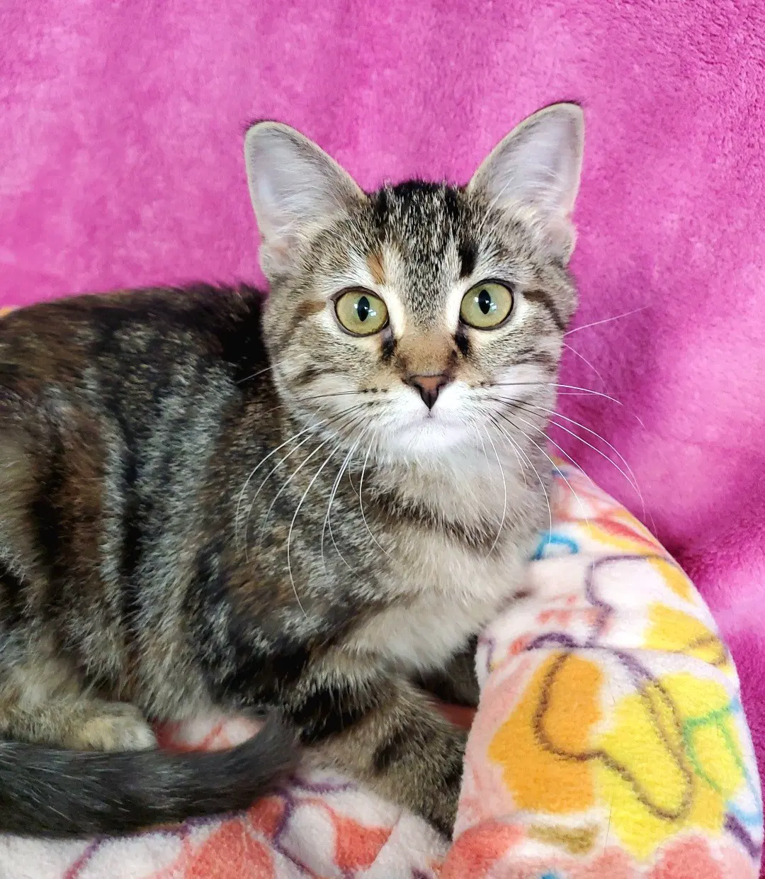 Sage - Domestic Short Hair