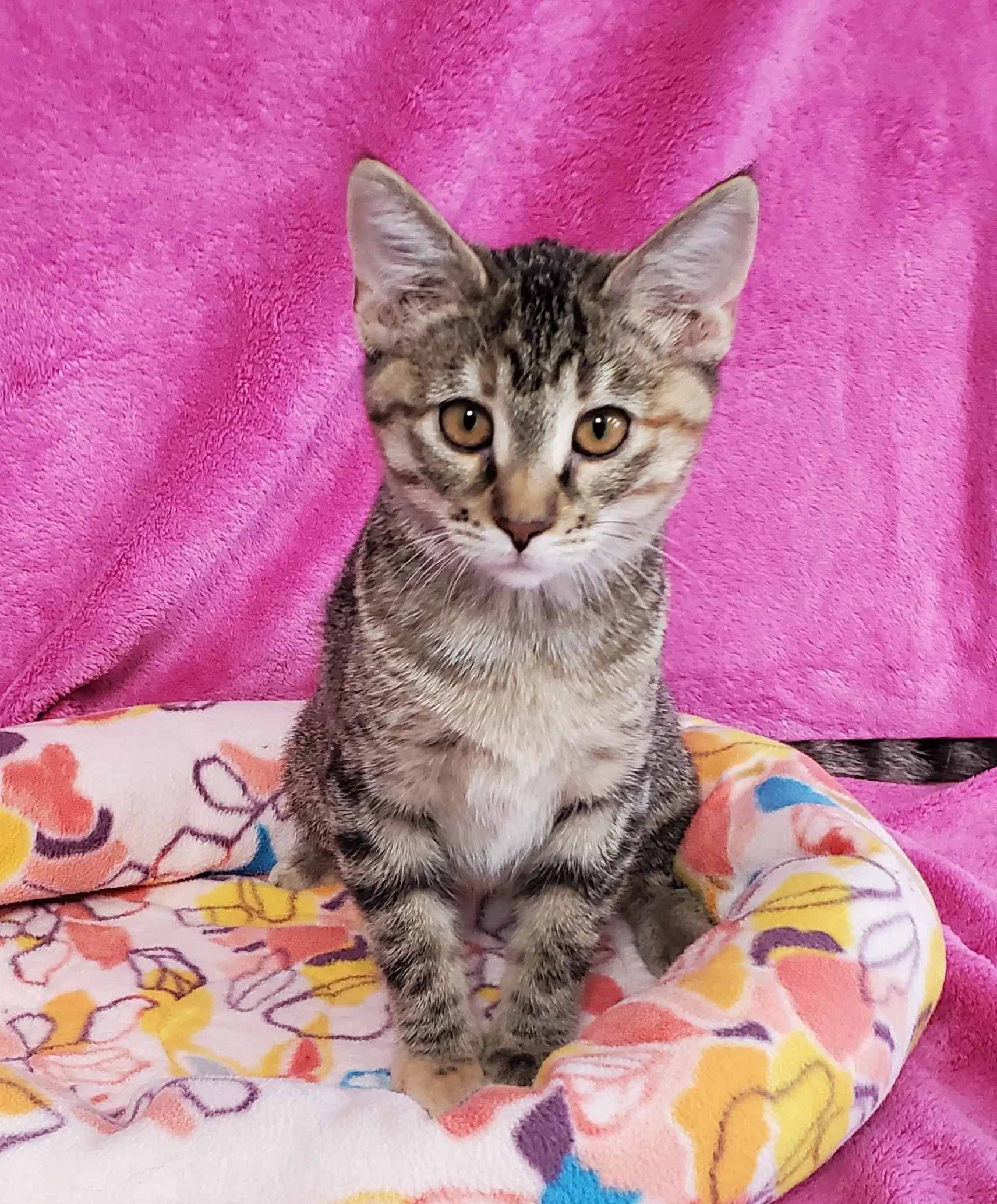 Smudge - Domestic Short Hair