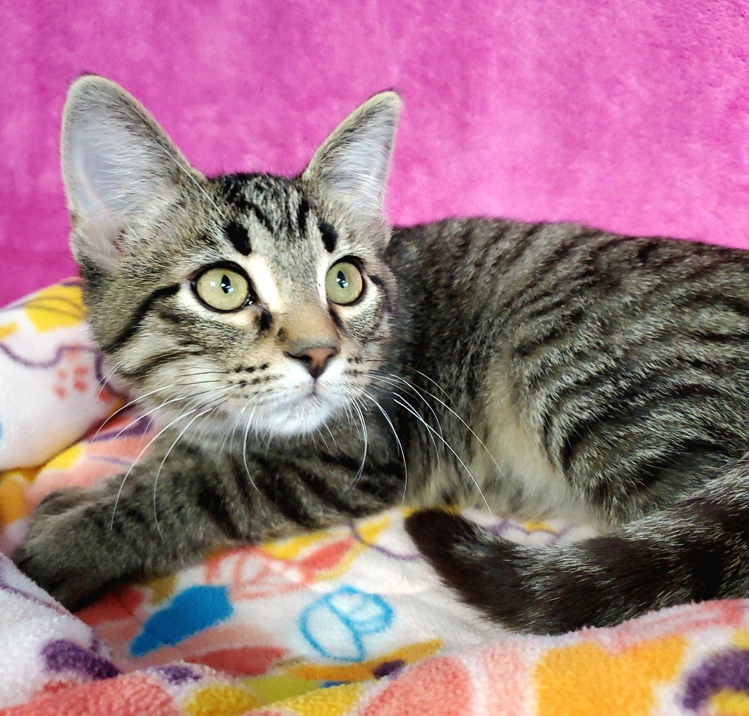 Shorty, Domestic Short Hair