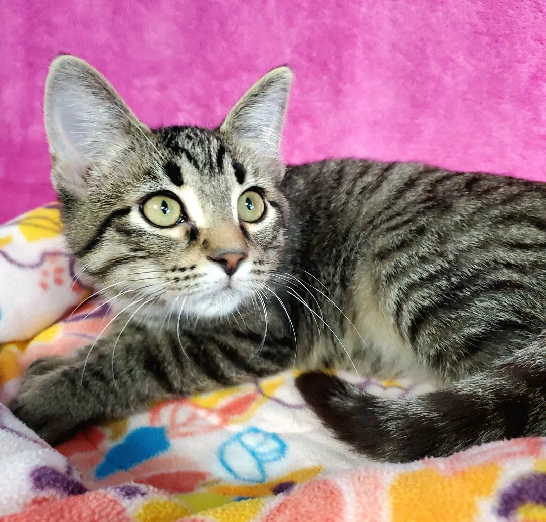 Shorty - Domestic Short Hair