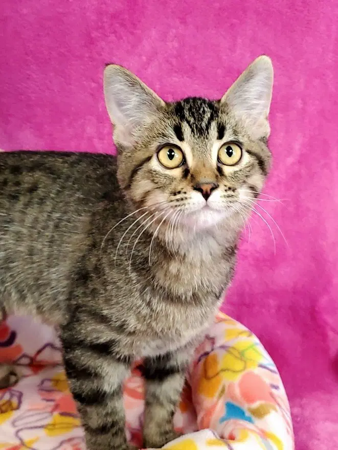 Stripes - Domestic Short Hair