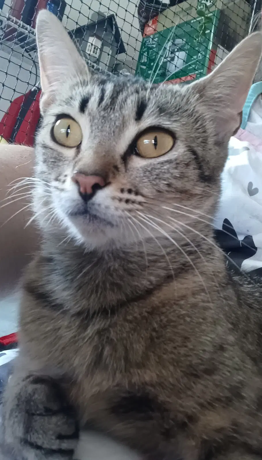 Angel - Domestic Short Hair