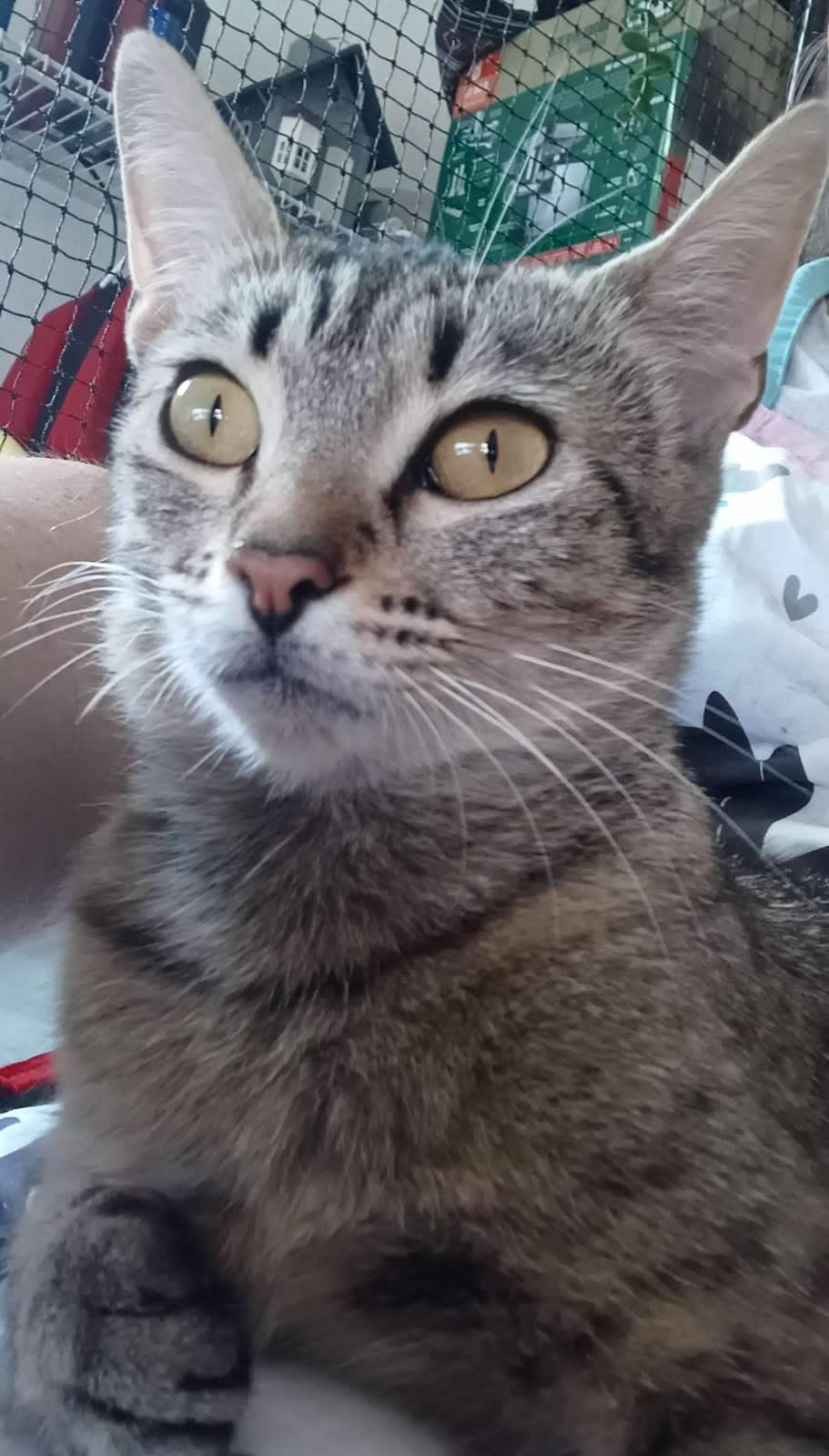 Angel
