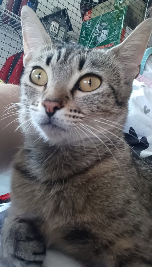 Angel, a cat for adoption from Bond County Humane Society