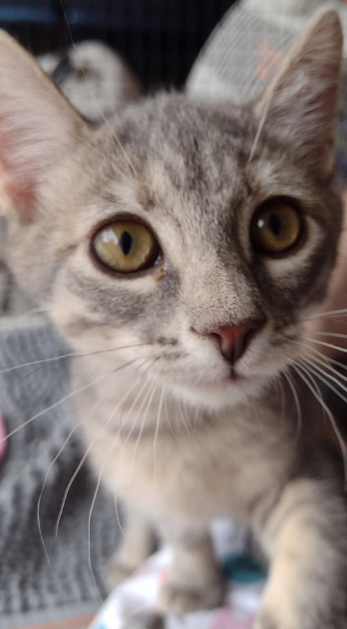 Seraphina, a cat for adoption from Bond County Humane Society