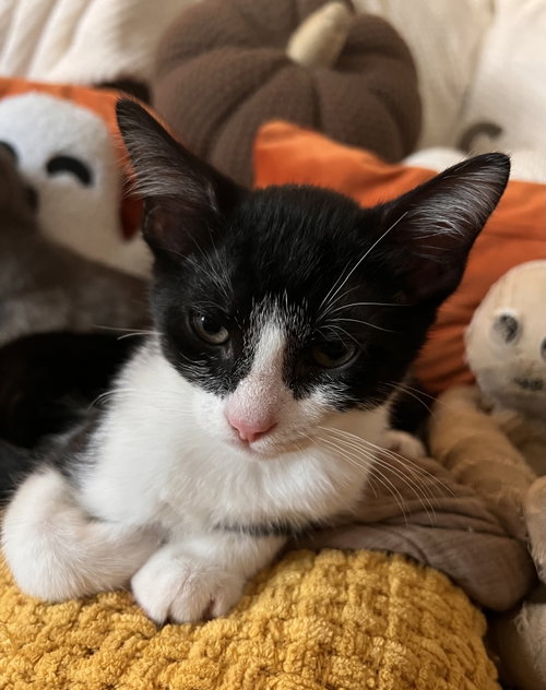 Dustin, a cat for adoption from Bond County Humane Society