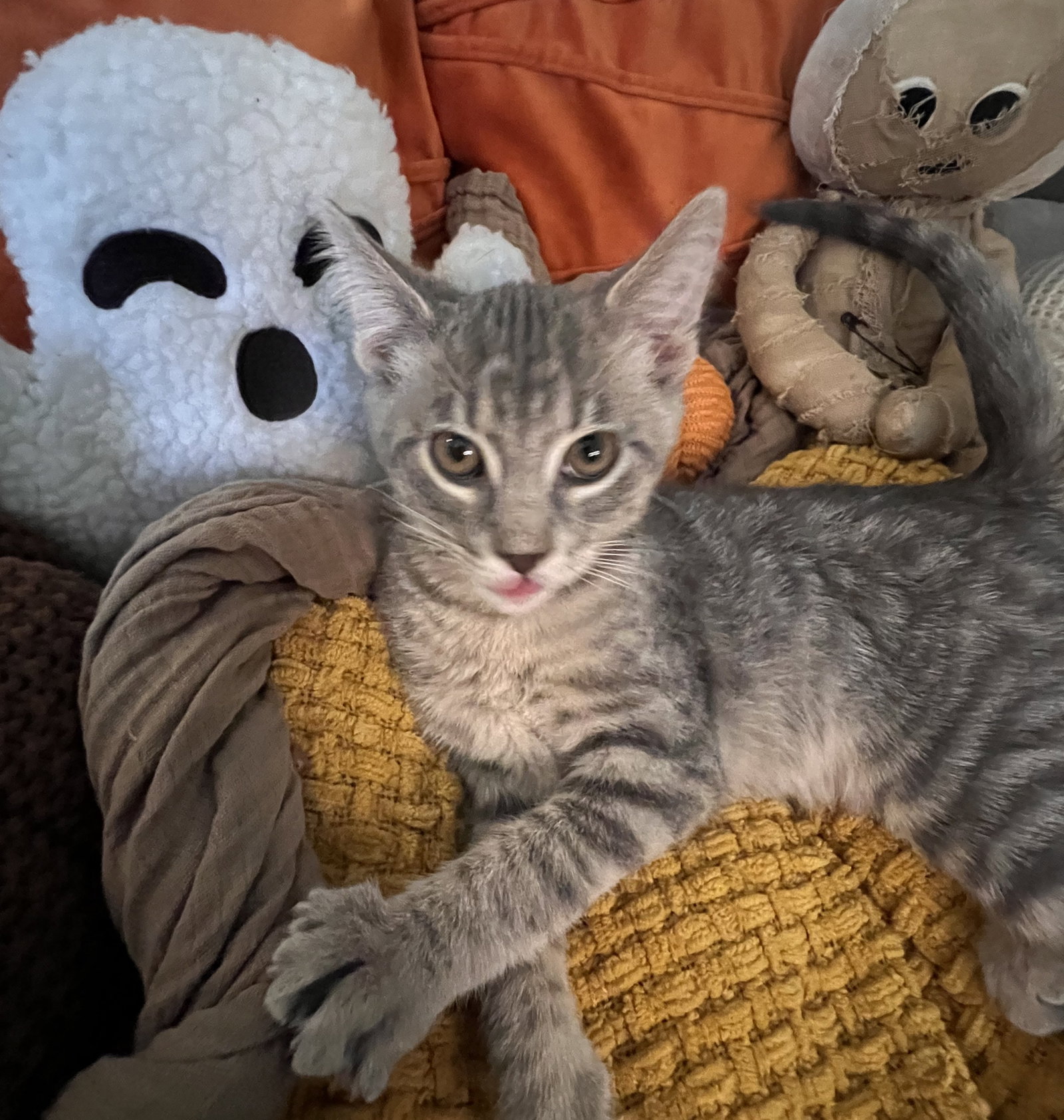 Lucas, Domestic Short Hair