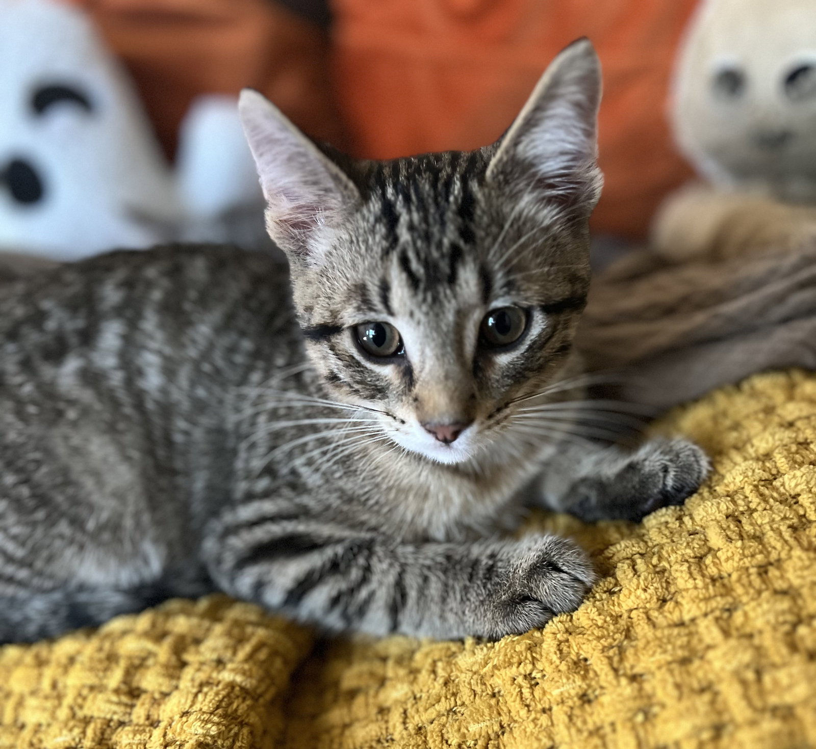 Nitro, Domestic Short Hair