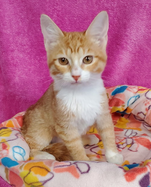 Cheryl, a cat for adoption from Bond County Humane Society