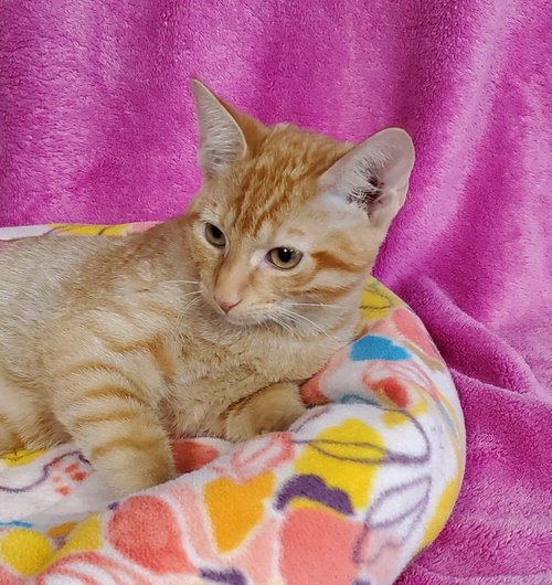 Veronica, a cat for adoption from Bond County Humane Society