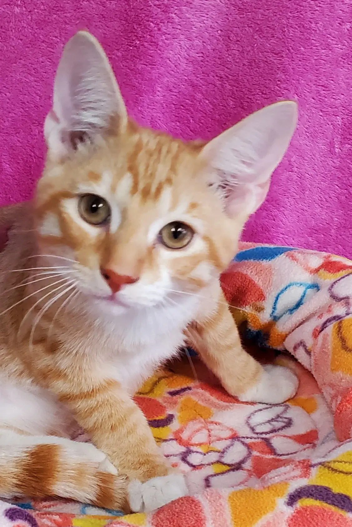 Archie - Domestic Short Hair