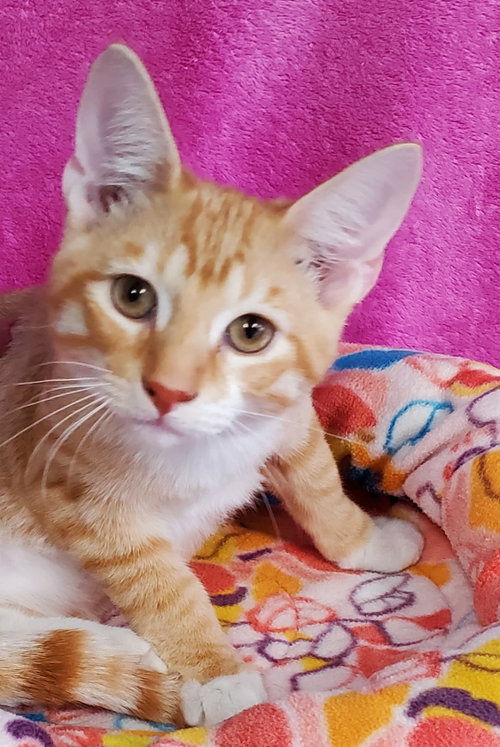 Archie, a cat for adoption from Bond County Humane Society