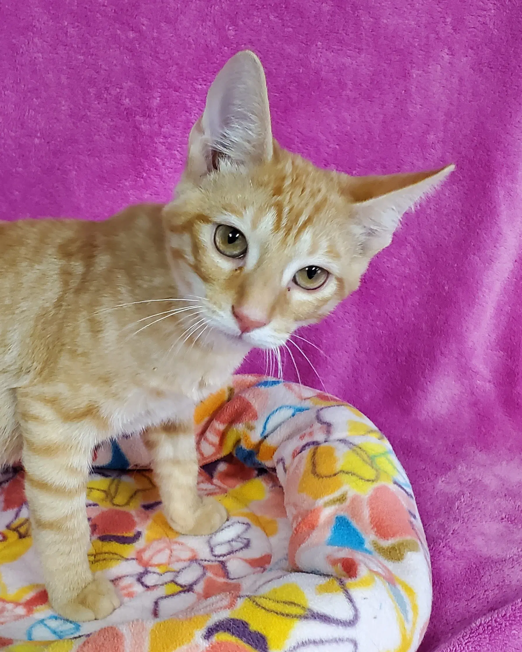 Jughead - Domestic Short Hair