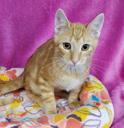 Astaire, a cat for adoption from Bond County Humane Society