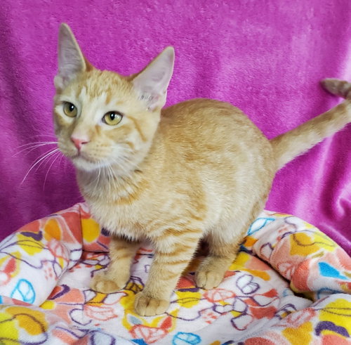 G Kelly, a cat for adoption from Bond County Humane Society