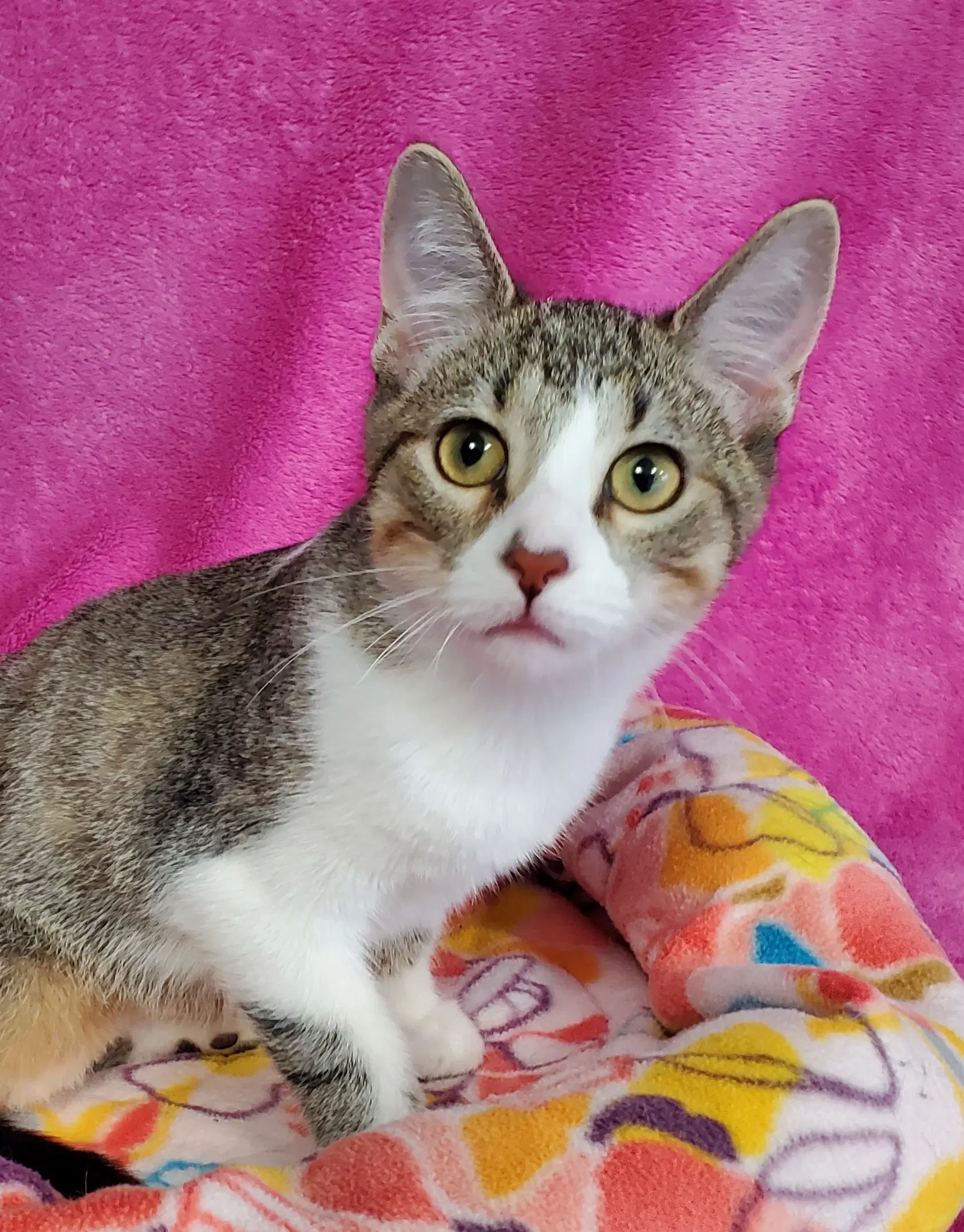 Ginger - Domestic Short Hair