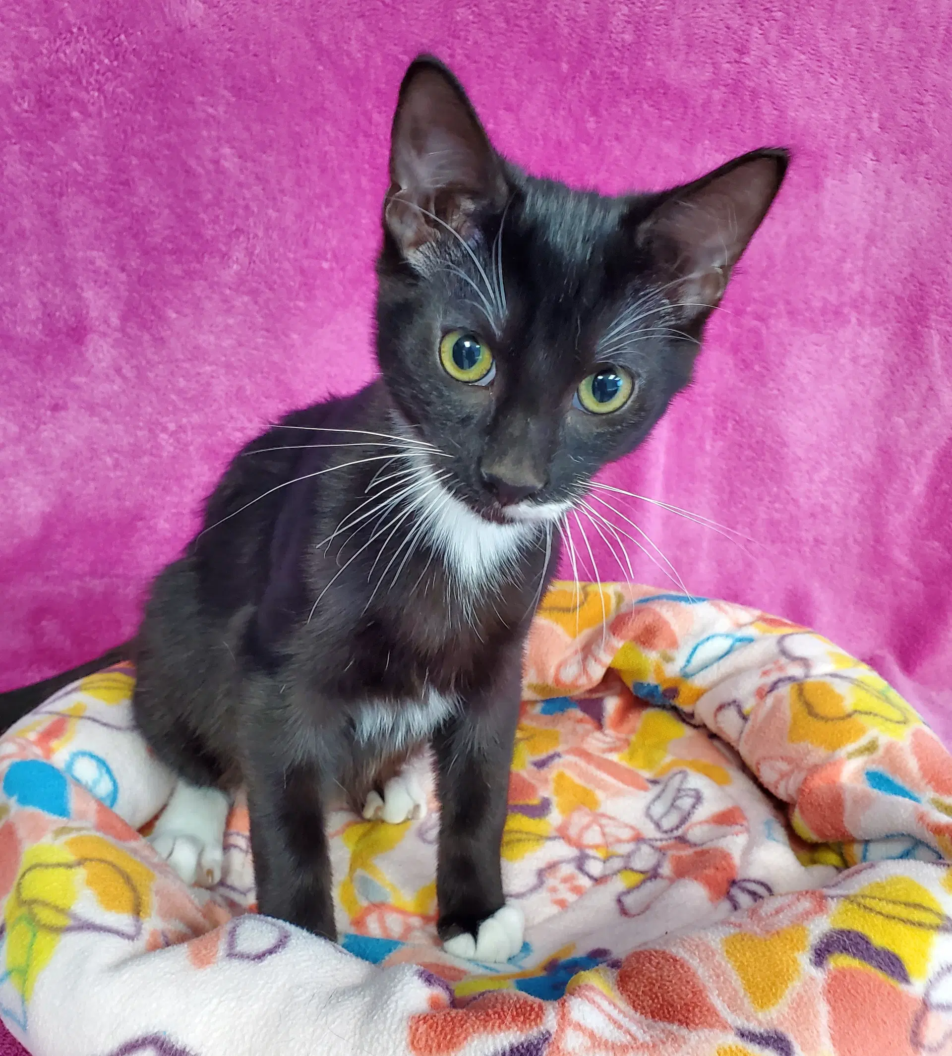 Nelson - Domestic Short Hair