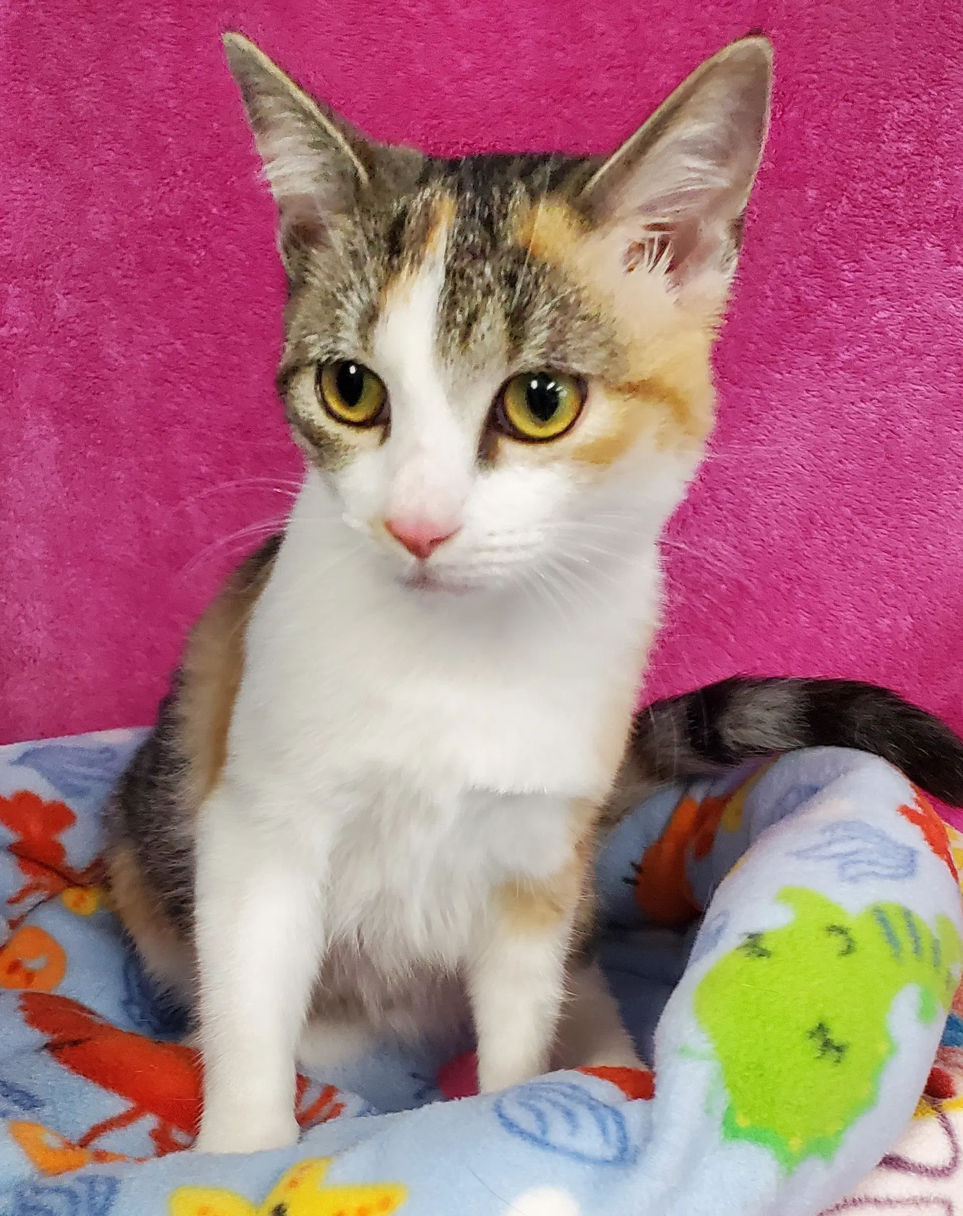 Ruffle - Domestic Short Hair