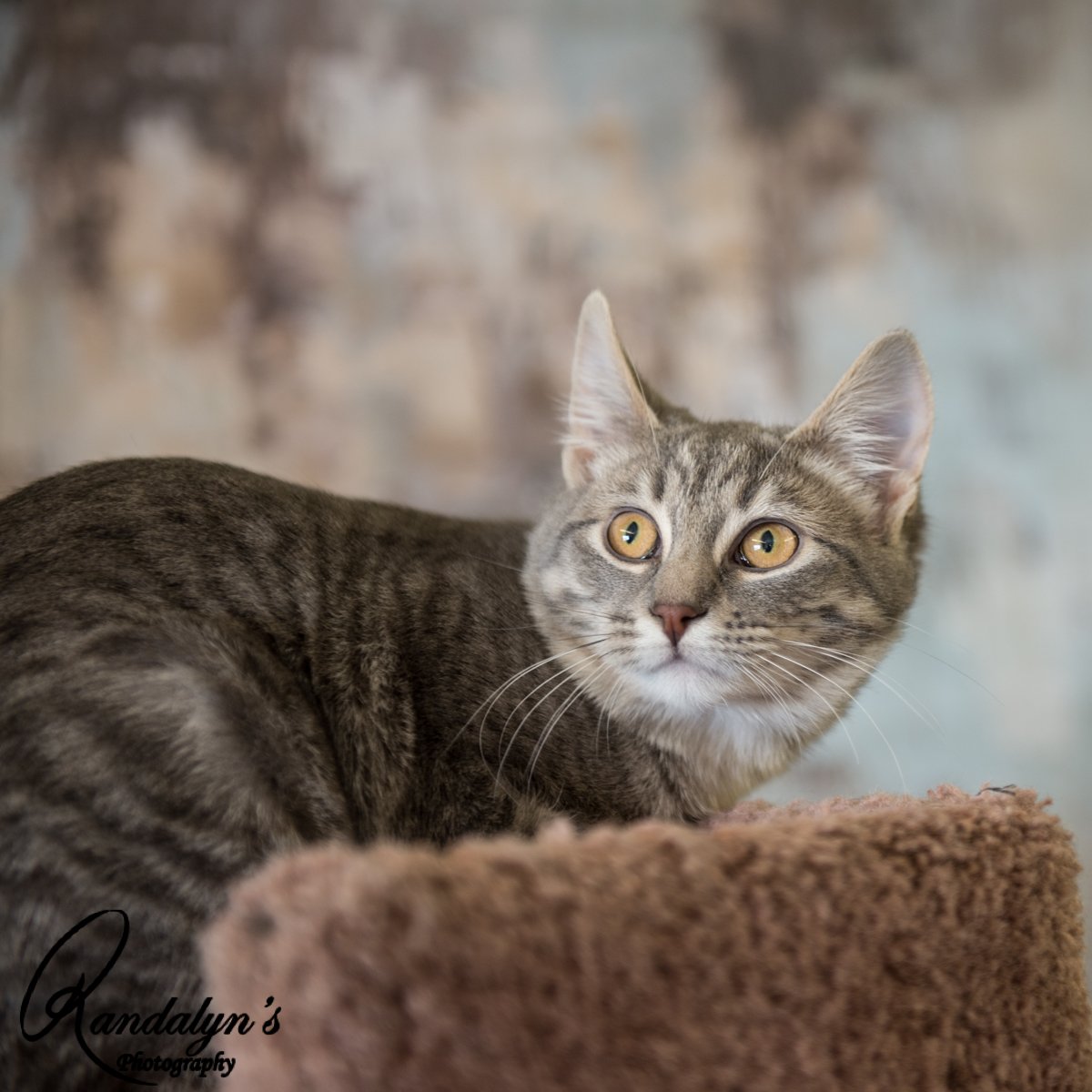 adoptable Cat in Greenville, IL named Jossie