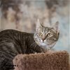 adoptable Cat in , IL named Jossie