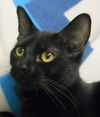 adoptable Cat in , IL named Fantasia