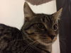 Walter Croncat