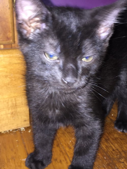 Berlioz