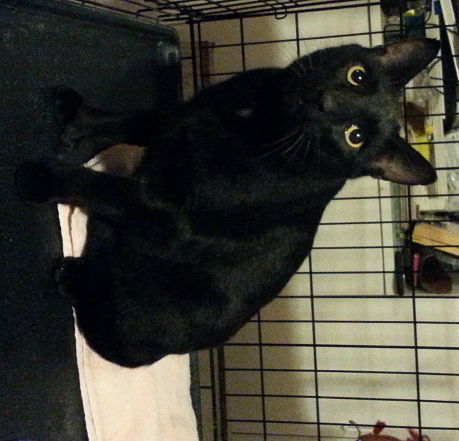 Otto