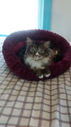Lilliput