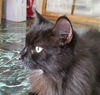 Smokey 2