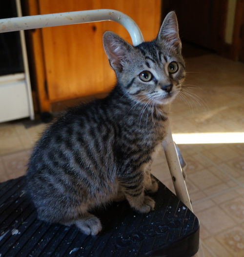 Leonard