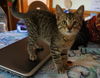 Leonard