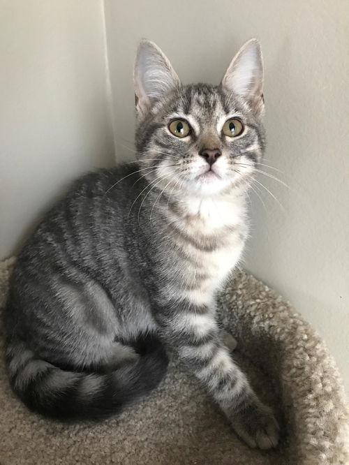 Olivia Benson