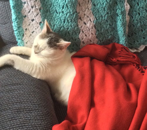 Oly-returned & new adoption