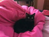 Zipporah