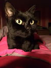 Zipporah