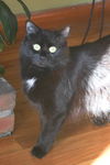 Pandy